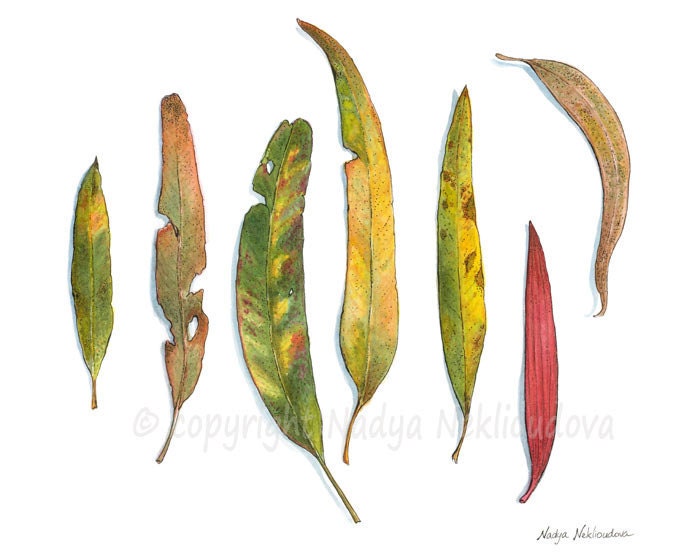 clip art eucalyptus leaves - photo #47