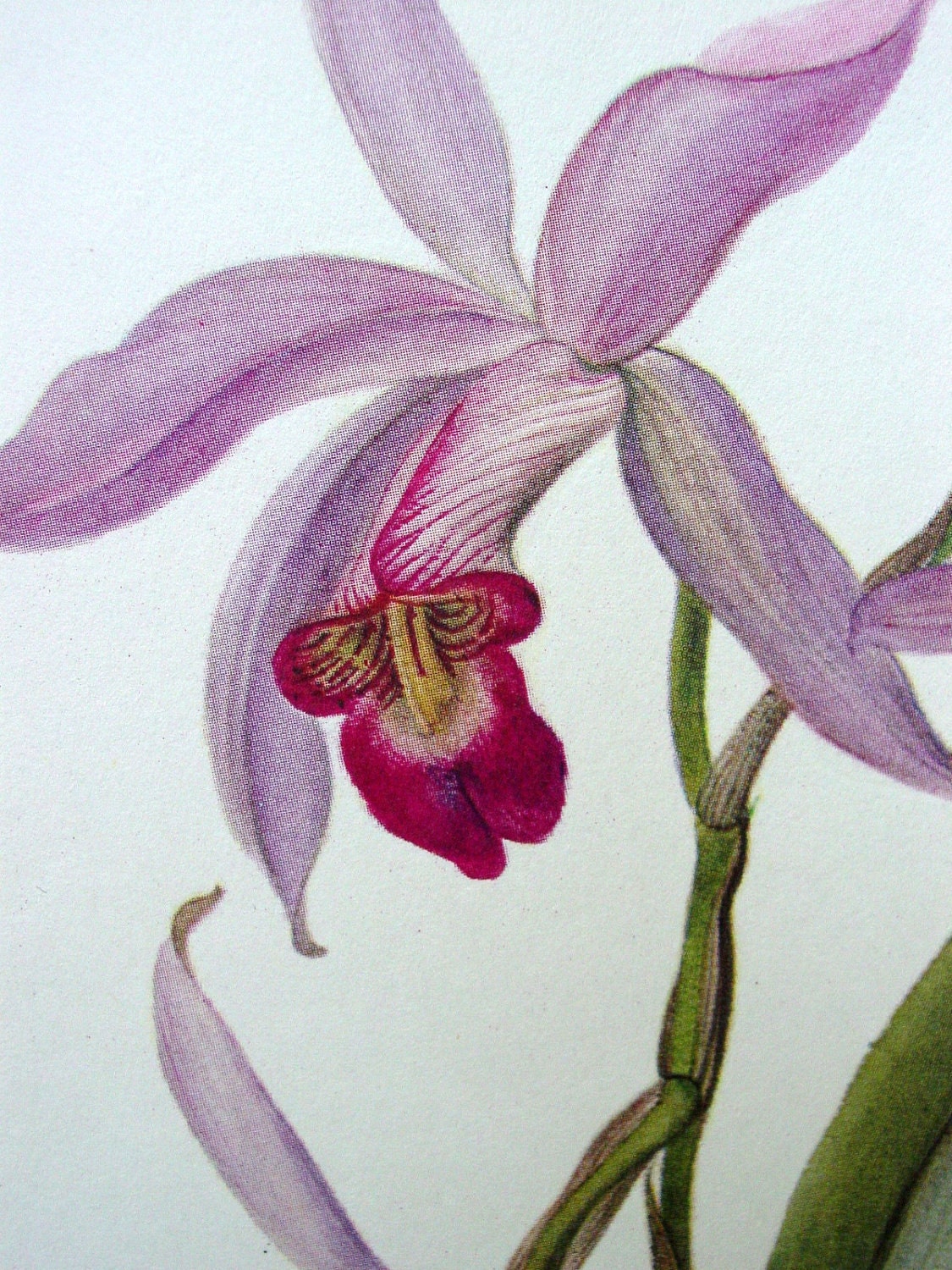 Vintage Orchid Illustration Botanical Print Laelia gouldiana