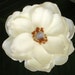 Magnolia Silk Flower Wedding Hair Clip - Buy 3 Items, Get 1 FREE