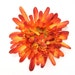 2 Orange Tones Spiky Chrysanthemums