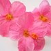 FIVE Hawaiian Tropical Hibiscus in Pink .... 5 inches