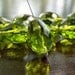 Czech Glass Bead Olive Large Faceted 12x16mm Large Teardrop : LAST 2 pc