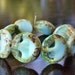 Margarita Picasso Coin Czech Glass Chunky Bead 16mm : LAST 6 pc