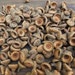 Acorns Caps Natural 100 Today 1/2 Off