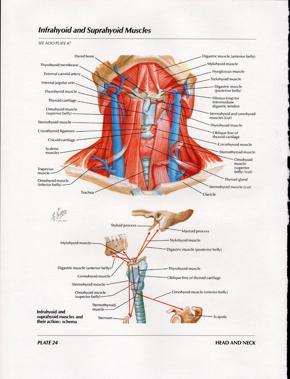 Netter Medical Illustration Neck Thyroid Full Color Vintage