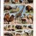 Set of 2 Vintage Color Prints of Animals Mammals from the French Encyclopedia Nouveau Larousse Illustre Plate - Reduced