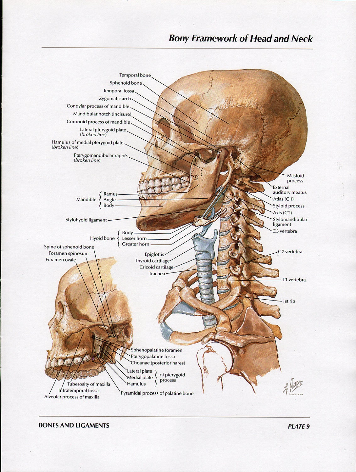Head and Neck Bones Full Color Vintage Print Atlas of Human