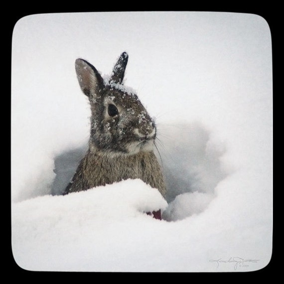 snow bunny clipart - photo #36