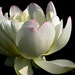 Elegance - White Lotus Photo Art
