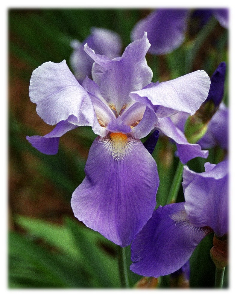 Purple Iris Flower Photography North Carolina Floral