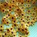 Reserved for cheryl - 24.75 yards - 33.00 - Daisy Lace Trim