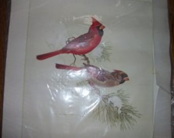 Vintage Canadian Wildlife Lithograph by Martin Loates,Mint,Eastern Cardinal