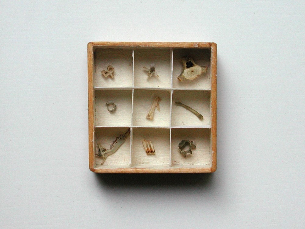 tiny bone collection in wooden specimen tray 1/12 by honeyandbee