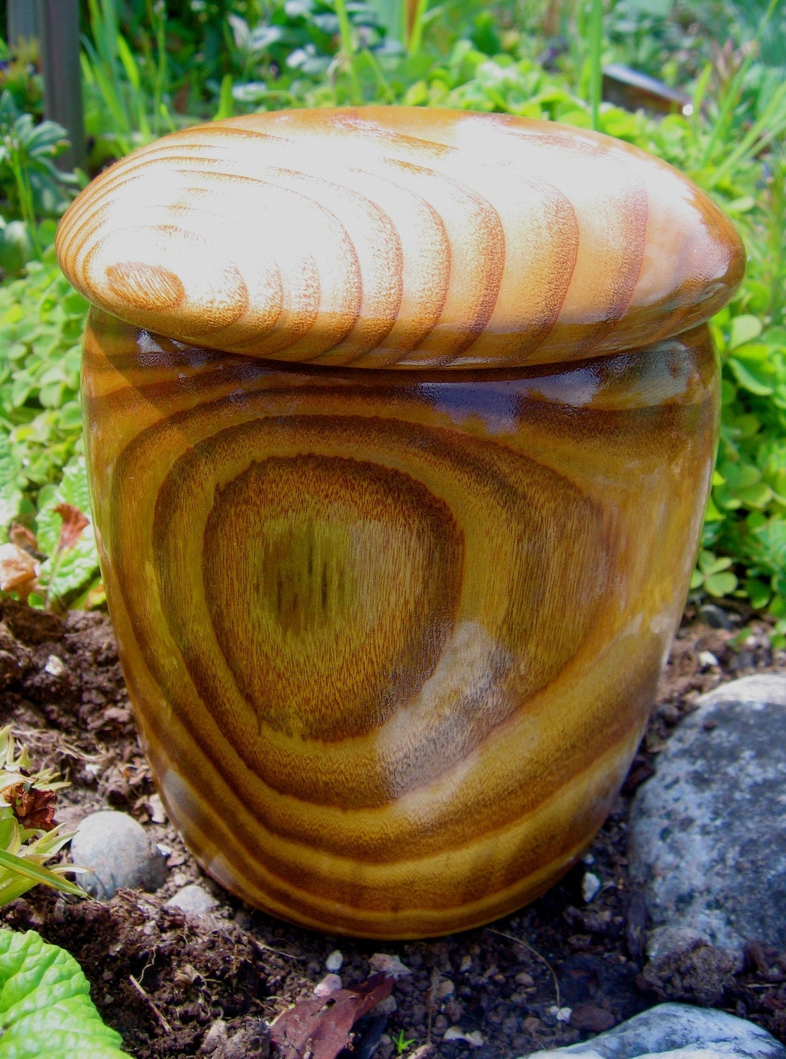 Sumac Wood stash jar/ urn Very rare item of Sumac ON Sale