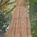 Vintage lace dress tea stained cream shabby wedding prairie romantic medium by vintage opulence on Etsy