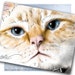 3 Lynx Point Siamese Cat Art Notecards - Tabby Cat Blank Note Cards, Cat Greeting Cards