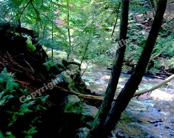 Forest and Creek Digital Art, Landscape Art Print, Office Wall Art, 11x14 Giclee print, EBSQ