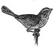 littlesparrow