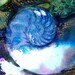 Blue Shell .... Original abstract Nautilus Shell watercolor painting art by Kathy Morton Stanion EBSQ