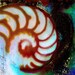Sea Jewels .... Original abstract Nautilus Shell watercolor painting art by Kathy Morton Stanion EBSQ