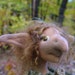 Garnett Ganderfoot, an original Goblin art doll