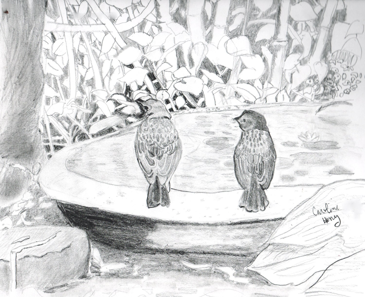 Birds in a Garden Graphite Pencil Drawing 