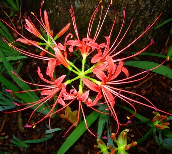 Items similar to 25 Heirloom Red Spider Lily Bulbs, Lycoris Radiata ...