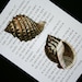 Seashells Print on Korean Book Page - 5 x 7