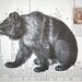 Bear Print Collage on Vintage Russian Book Page with Russian Postage Stamp- 5 x 7