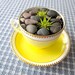 Tea Time - Succulent potted plant in Bone China Teacup
