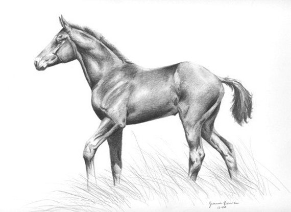 Foal horse art print of original graphite pencil horse