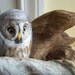 Needle Felted Great Grey Owl