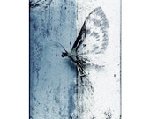 Papillon Nocturne