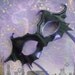 Boris - Black and Purple Leather Bat Mask