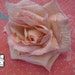 Velvet Rose- Whisper Pink - Millinery, Altered Couture, Hair Flowers, Silk