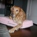 Custom Listing for Lisa M - Cuddle Fur -20 x 30- Memory Foam Pillow