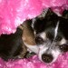 Dog Bed - HELLO GORGEOUS - Snuggle Sack - XSMALL 12 x 15 - Embroidered Personalization Included