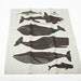 Whales Tea Towel