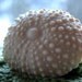 Scented Urchin Soap, Urchin Goat's Milk Soap, Urchin Soap, Sea Urchin Soap, Scented Sea Urchin Soap, Homemade Soap, Made in Montana Soap