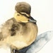 Ushanka Duckling- Print Reproduction