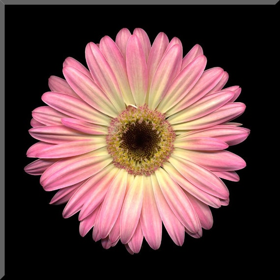 Items similar to 8x8 Pink and Yellow Gerbera Daisy Wall Plaque on Etsy