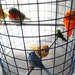 READY TO SHIP - royal blue birdcage chandelier