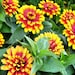 Marigold flowers photography. Bright golden yellow. red. green.Nature photographyFloral Colorful wall art 5x7 Print Metallic Paper In Stock