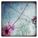 fleur violette