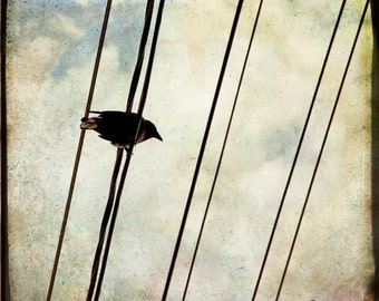 Blue Yellow Crow Wires Photograph--View Property--TTV Fine Art