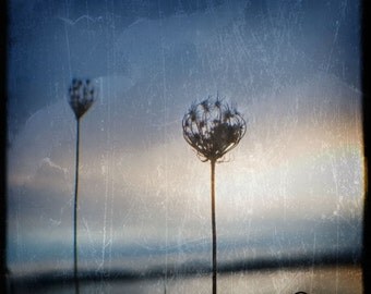 Blue Pink Weeds Sunrise Photograph--Weeds at Sunrise--TTV Fine Art