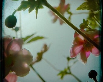 Blue Pink Flower Photograph--Anemonie Jungle Blue--TTV Fine Art