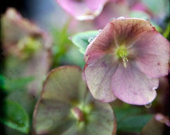Pink Green Floral Photograph--Dew Drops--Fine Art