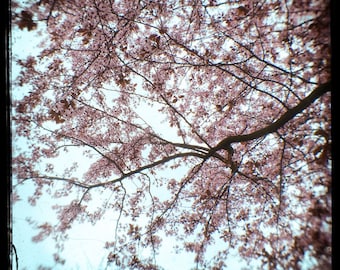 Pink Blue Blooms Photograph--Springtime Cherry Blossoms--TTV Fine Art