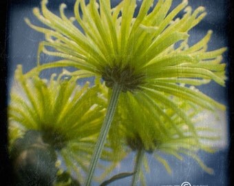 Chartreuse Green Blue Flower Photograph--Chartreuse Chrysanthemums--TTV Fine Art